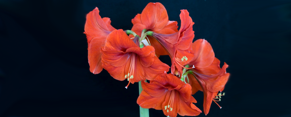 Case of Amaryllis 2025